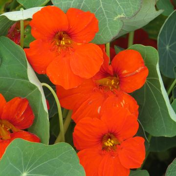 Oost-Indische kers Impératrice des Indes (zaad) - Tropaeolum majus