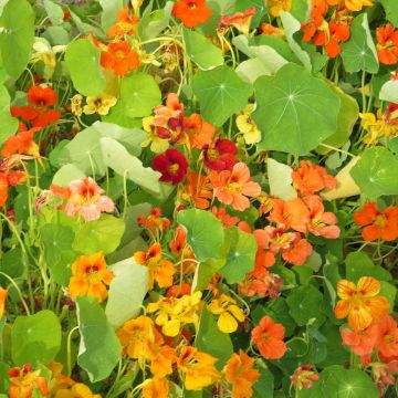 Oost-Indische kers (zaad) - Tropaeolum majus