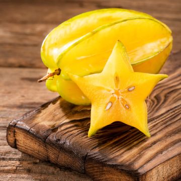 Stervrucht - Averrhoa carambola Arkin