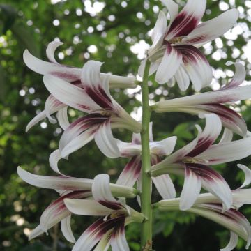 Cardiocrinum giganteum - Reuzenlelie
