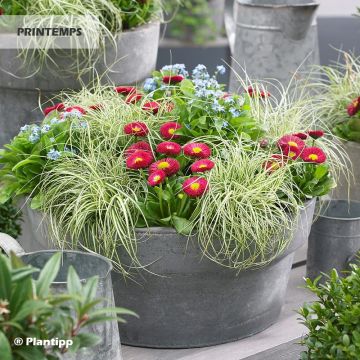 Carex EVERCOLOR Everlite - Japanse zegge