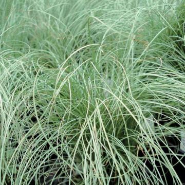 Carex comans Frosted Curls - Zegge