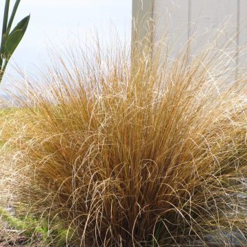 Carex buchananii - Rode zegge