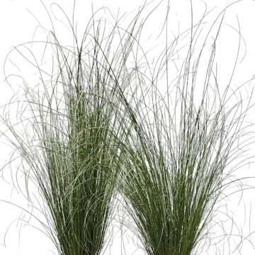 Carex buchananii Green Twist - Rode zegge