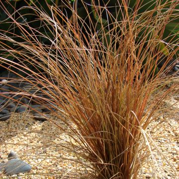Carex comans Bronze Form - Zegge