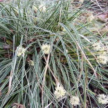 Carex conica Snowline - Zegge