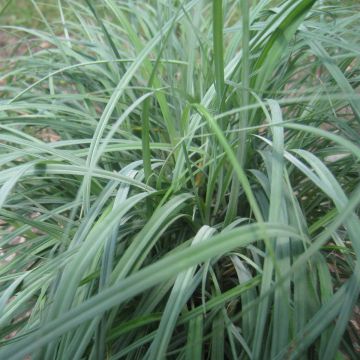 Carex flacca - Zeegroene zegge