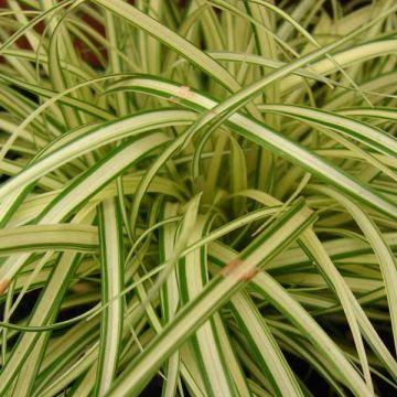 Carex oshimensis Evergold - Japanse zegge