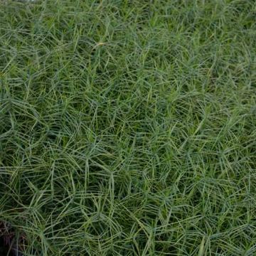 Carex muskingumensis Little Midge - Palmzegge