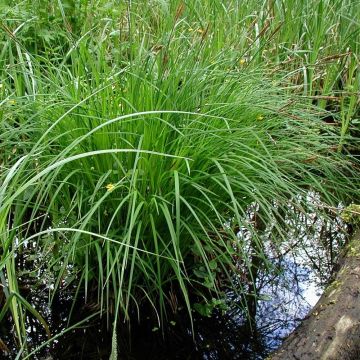 Carex montana - Bergzegge