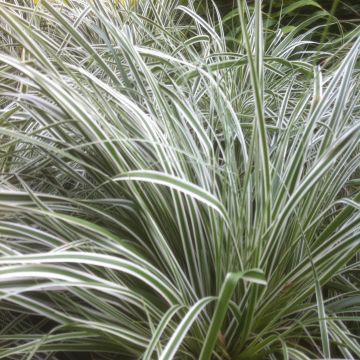 Carex oshimensis Everest - Japanse zegge