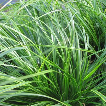 Carex oshimensis EverColor Everlime - Japanse zegge