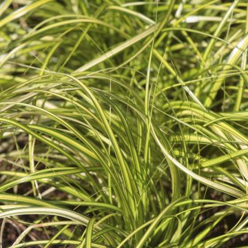 Carex oshimensis EverColor Eversheen - Japanse zegge
