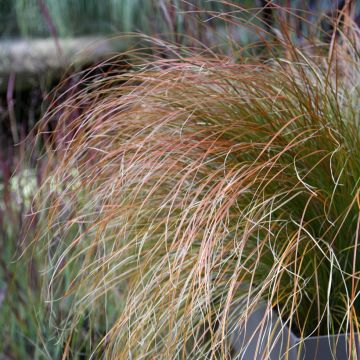Carex testacea Prairie Fire - Oranjezegge