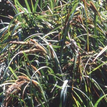 Carex trifida - Driedelige zegge