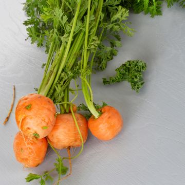 Wortel Paris Market Atlas