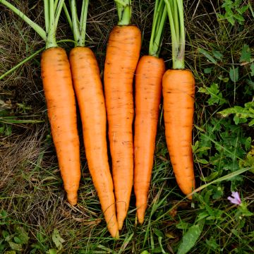 Wortel Presto F1 - Vilmorin (zaad - gecoat)