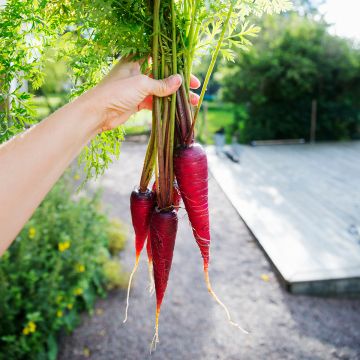 Wortel Purple Dragon