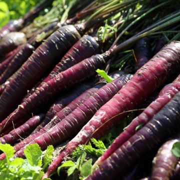Wortel Purple Elite F1