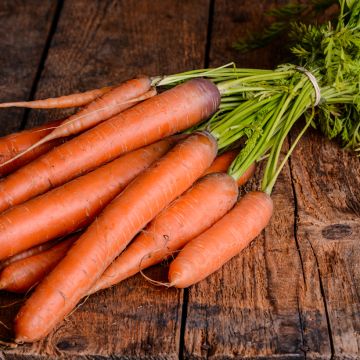 Wortel Tendersnax F1
