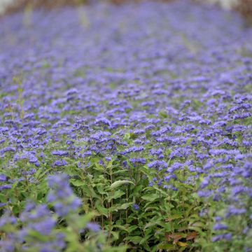 Caryopteris clandonensis Grand Bleu - Blauwe spirea