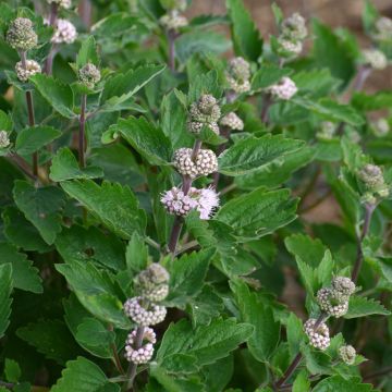 Caryopteris clandonensis Stephi - Blauwe spirea