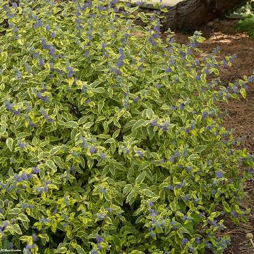 Caryopteris clandonensis Summer Sorbet - Blauwe spirea