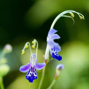 Caryopteris divaricata - Baardbloem