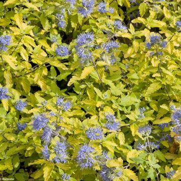 Caryopteris incana Sunshine Blue - Blauwbaard