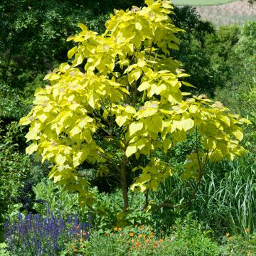 Catalpa bignonioides Aurea - Trompetboom