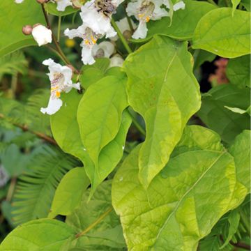 Catalpa bignonioides Variegata - Trompetboom