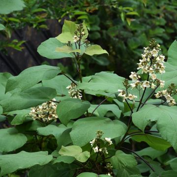 Catalpa ovata Slender Silhouette - Chinese trompetboom