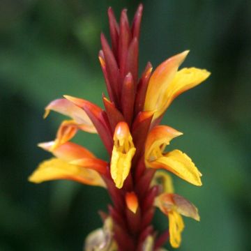 Cautleya spicata Robusta - Siergember
