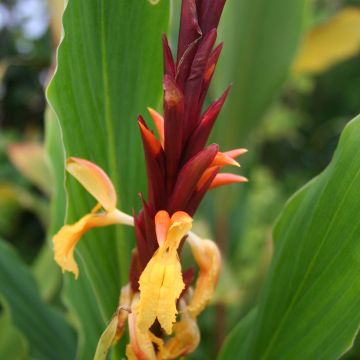 Cautleya spicata - Siergember
