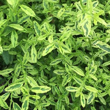 Ceanothe impressus Lemon & Lime - Amerikaanse sering