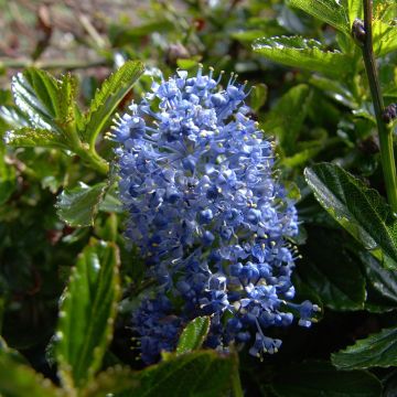 Ceanothus Burkwoodii - Amerikaanse sering