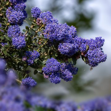 Ceanothus impressus Dark Star - Amerikaanse sering