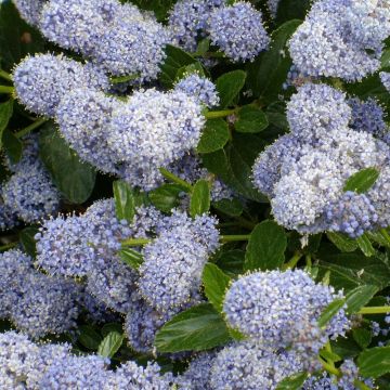 Ceanothus Edinburgh - Amerikaanse sering