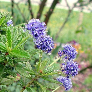 Ceanothus Blue Diamond - Amerikaanse sering