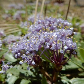 Ceanothus prostratus - Amerikaanse sering