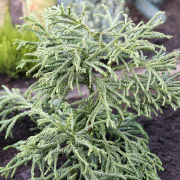 Cryptomeria japonica Spiralis - Japanse cipres
