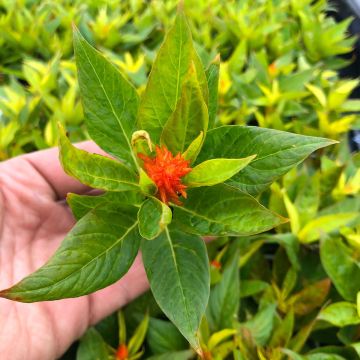 Pluimamarant Kelos Fire Oranje in plantgoed - Celosia argentea