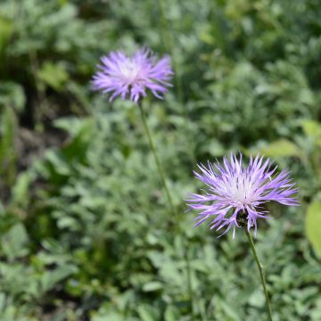 Centaurea bella - Centaurie