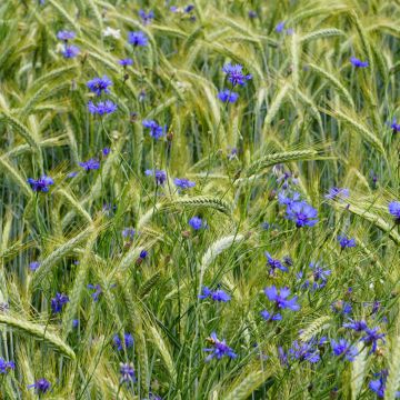 Wilde korenbloem (zaad) - Centaurea cyanus