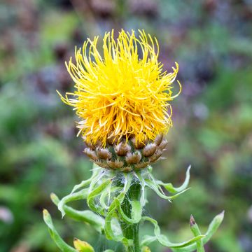 Centaurea macrocephala - Gele korenbloem