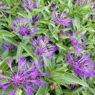 Centaurea montana Violetta - Bergkorenbloem