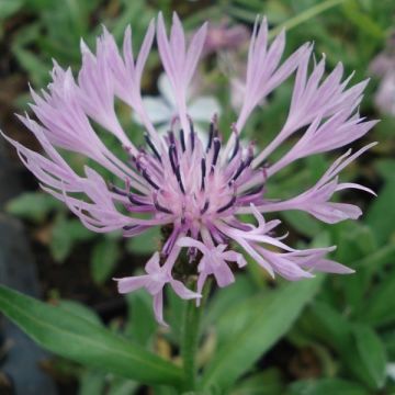 Centaurea montana Carnea - Bergkorenbloem roze