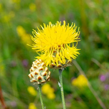 Centaurea orientalis - Centaurie