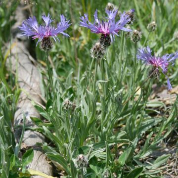 Centaurea triumfettii ssp. stricta - Centaurie