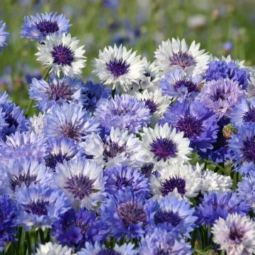 Korenbloem Classic Fantastic (zaad) - Centaurea cyanus